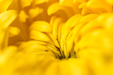 Chrysanthemum abstract background