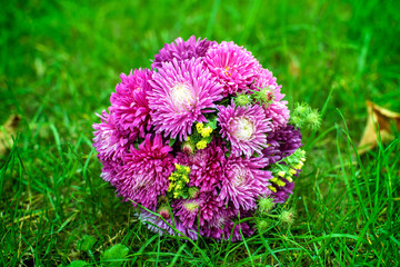 Chrysanthemum on lawn