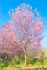Fototapeta premium Wild Himalayan Cherry