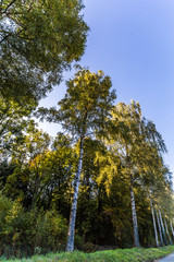 Fototapeta premium wald in dachau