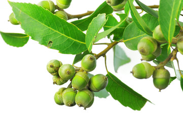 Obraz premium ドングリ