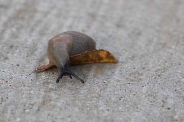 Slug