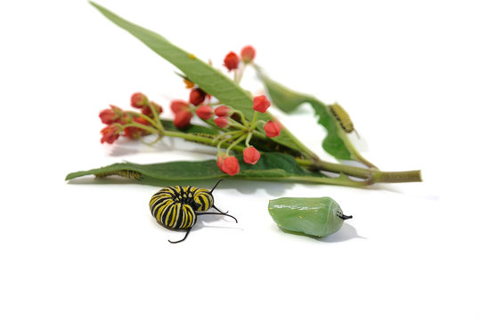 Caterpillar and chrysalis, monarch butterfly, next to the plant