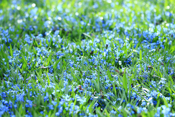 wild flowers in the field