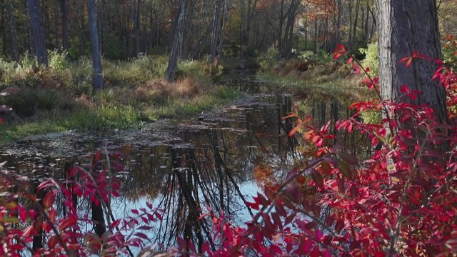 Small autumn pond
