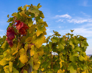 vignes en automne