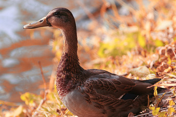 ducks in a city park