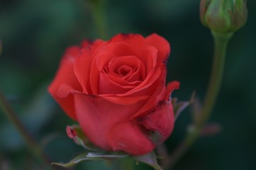 Fototapeta premium Elegant rose from own garden