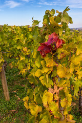 vignes en automne