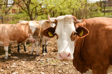 Cattle in a dry meadow. one of them is looking at the camera