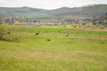 photo of group young deers running across meadow on spring
