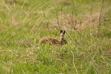 Hare in Field, hide from potential predators