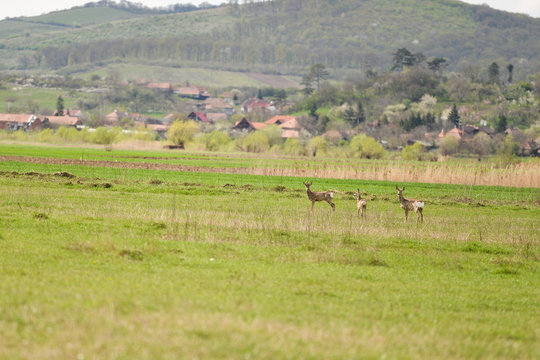 photo of group young deers running across meadow on spring