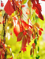 Colorful autumn creeper's leaves on a tree branch