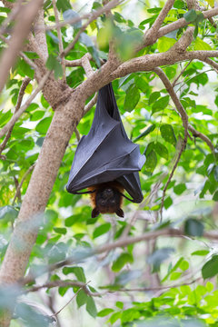Flying foxes hanging on trees.