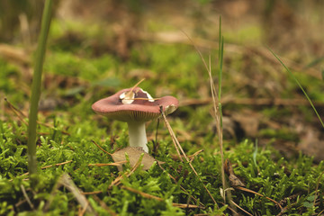 wild mushroom growing in the forest green moss
