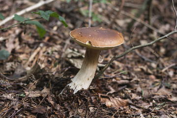 boletus aestivalis wild mushroom