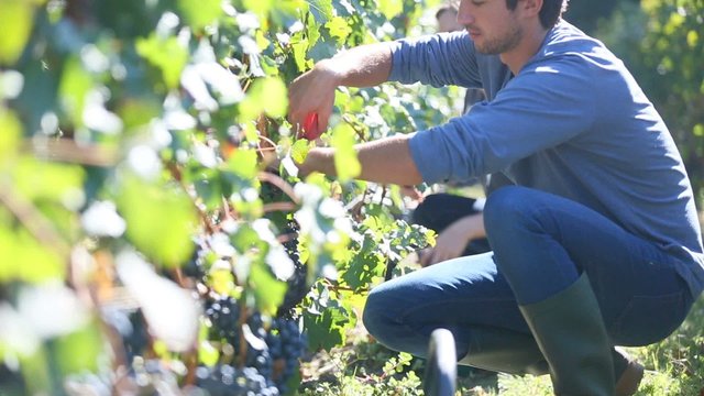 Workers picking grape during harvest season