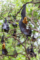Flying foxes hanging on trees.