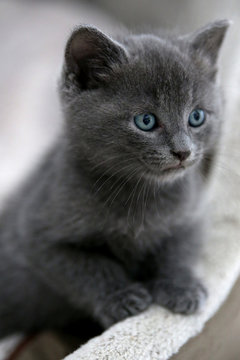 Graue Katze Mit Blauen Augen