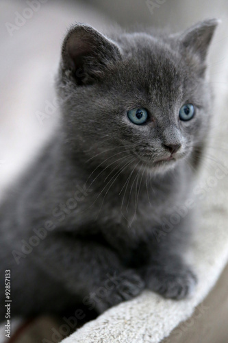 Bilder Und Videos Suchen Graue Katze Mit Blauen Augen