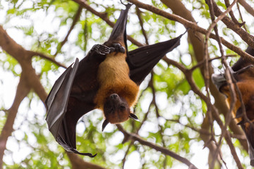 Flying foxes hanging on trees.