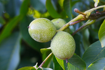 Walnussbaum mit Fruchtkörper, Walnüsse mit grüner Schale, Walnussernte, frische Nussschalen zum Färben von Naturtextilien
