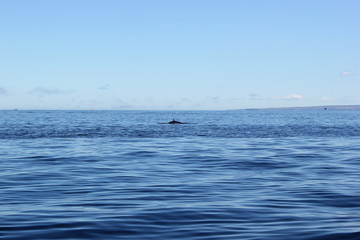 Fototapeta premium Blick auf die Rückenflosse eines Zwergwals bei einer Walbeobachtung auf Island