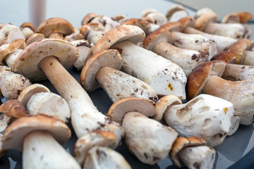 Porcini mushrooms on the table (Boletus edulis or cep)