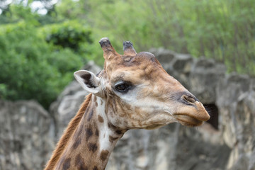 Closeup face of giraffe.