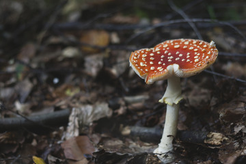 amanita muscaria in an autumn forest