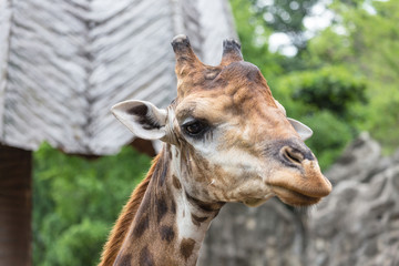 Closeup face of giraffe.