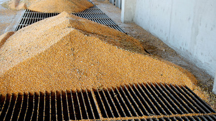 Corn Unloading into the Grain Elevator