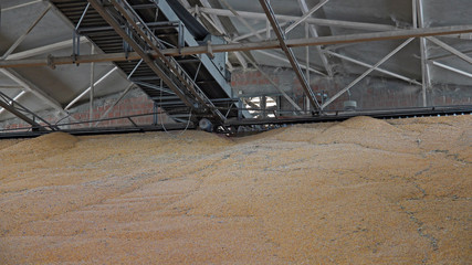 Food Grains Warehouse