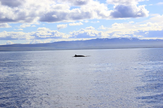 Blick auf die R&uuml;ckenflosse eines Zwergwals auf Island