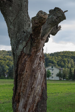 Verdrehter Baumstamm