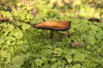 wild mushroom growing among the vegetation
