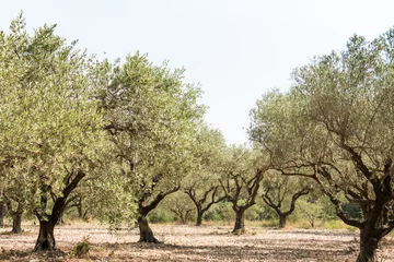 Rolgordijnen Olijfboom Olive grove in sunny southern Europe