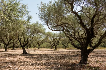 Fotobehang Olijfboom Olijfgaard in het zonnige Zuid-Europa