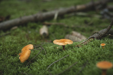 wild mushrooms growing in the forest green moss