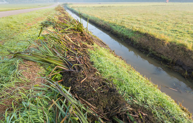 Plant residues on the bank of the ditch