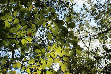 山間のコナラの木