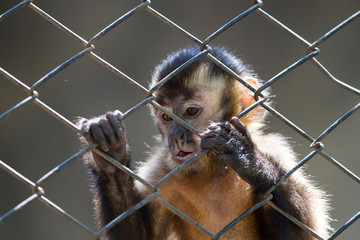 Monkey in the cage