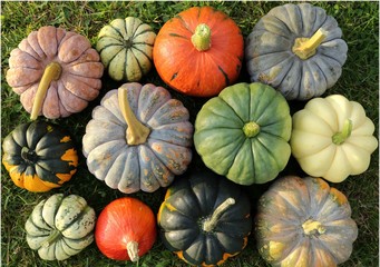 Squash and pumpkins.