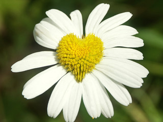 Fototapeta premium Une marguerite en forme de coeur