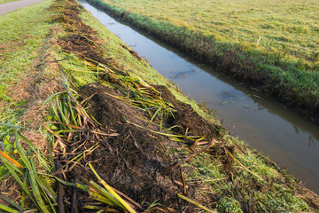 Plant residues on the bank of the ditch