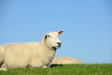 Schaf liegt auf der Wiese