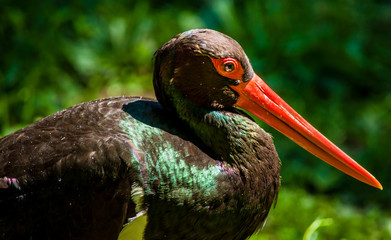 Black Stork