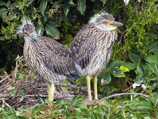Yellow-crowned Night Herons Chicks