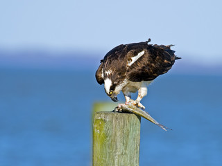 Osprey eating Fish